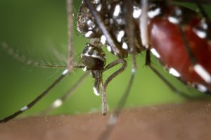 Quels sont les symptômes de la piqûre de moustiques tigre ?