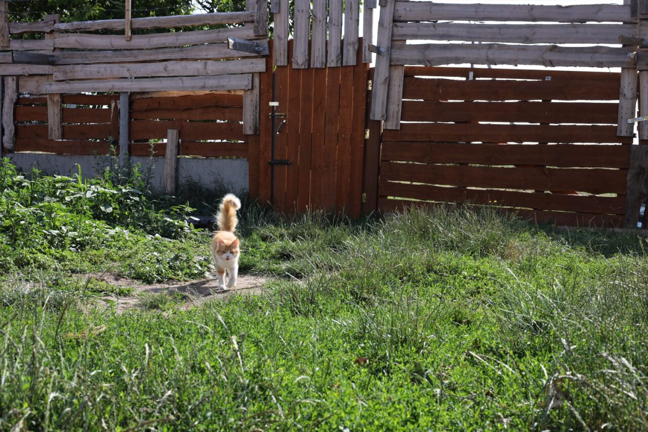 Quelle clôture pour chien choisir pour sécuriser son terrain ?